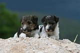 FOX TERRIER 704